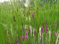 关于订?L蚿?搰廓|J烛长7的信息